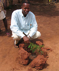 ein Feuerbaum wird gepflanzt